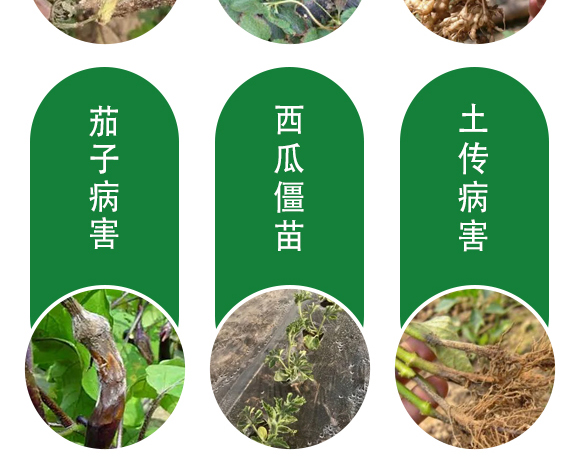 保花膨果肥-田園季豐-大豐肥業(yè) ;ㄅ蚬-田園季豐-大豐肥業(yè)