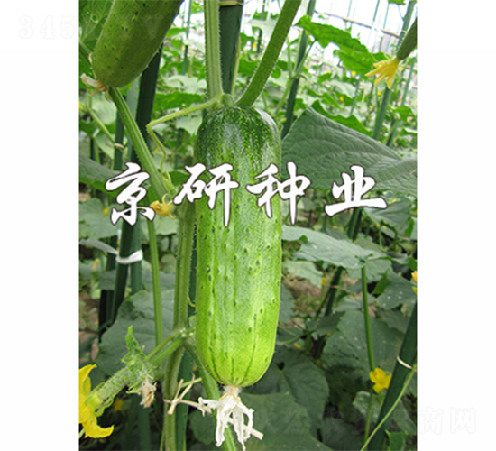 оGᭇ-SϷN-