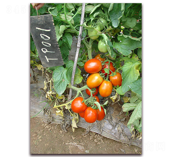 SC-709-ѷN-M(mn)N