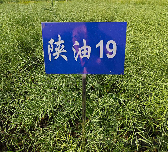 19-Ͳ˷N-SNI(y)