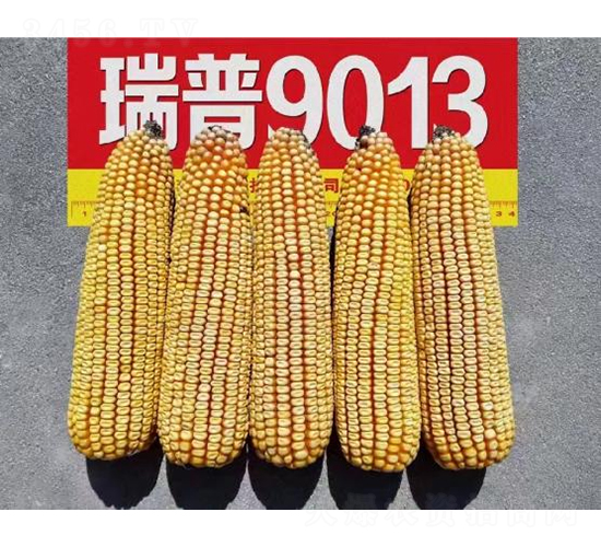 9013-׷N-SNI(y)