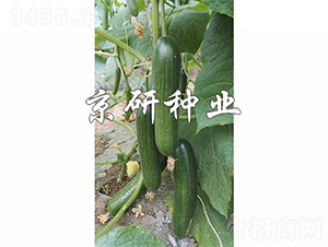 G`10̖-SϷN-