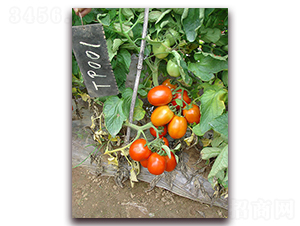 SC-709-ѷN-M(mn)N